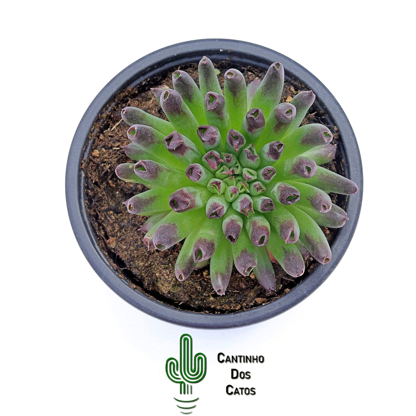 Sempervivum Oddity