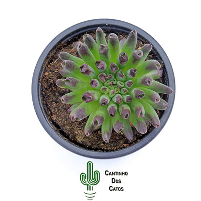 Sempervivum Oddity