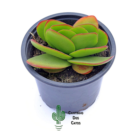 Crassula Perfoliata Borracha