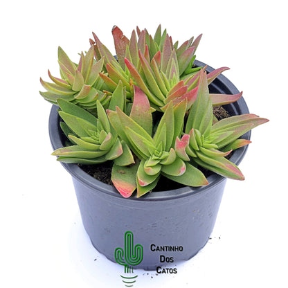 Crassula Capitella Subsp Thyrsiflora "Red Pagoda"
