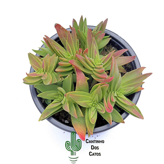 Crassula Capitella Subsp Thyrsiflora "Red Pagoda"