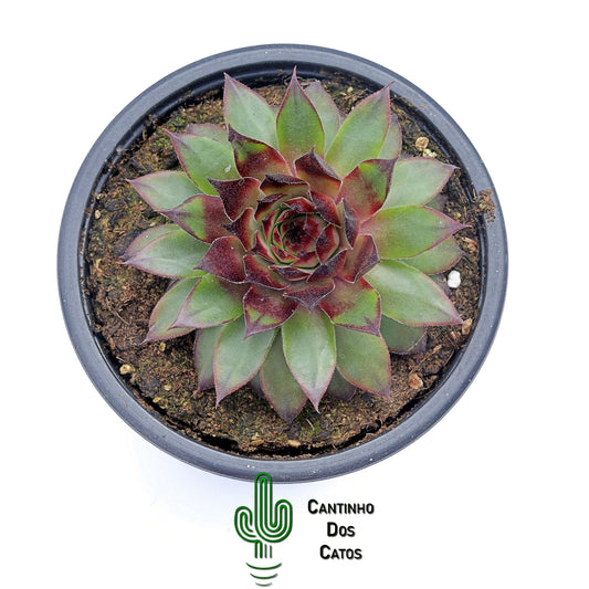Sempervivum Brown