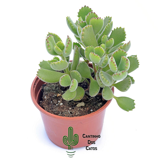 Cotyledon Tomentosa "Patinha de Urso"