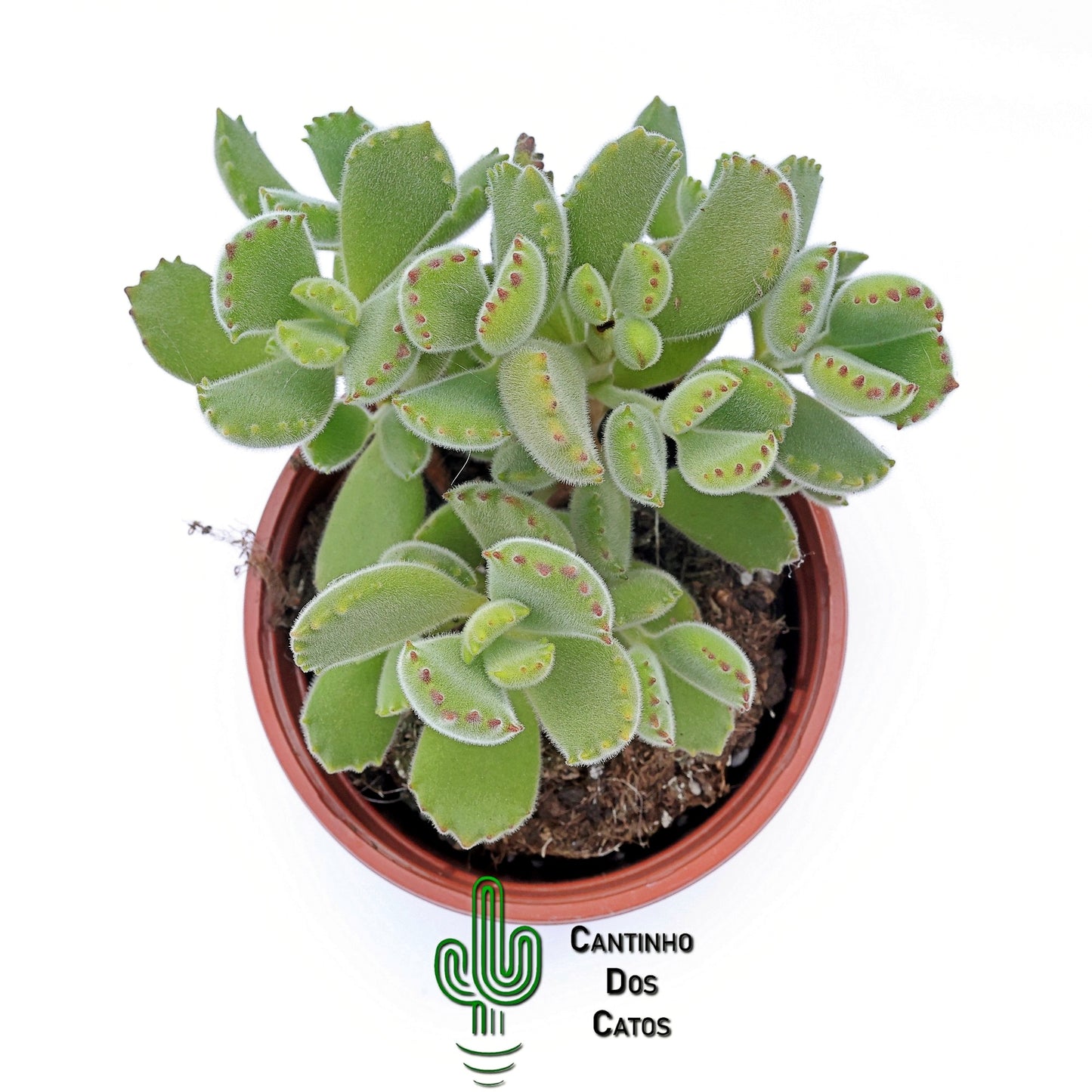 Cotyledon Tomentosa "Patinha de Urso"