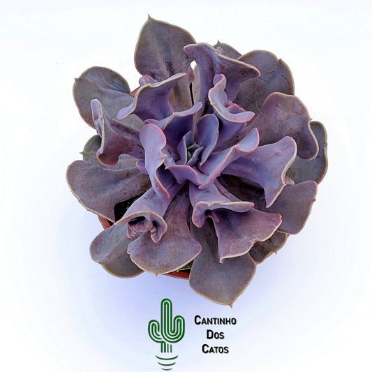 Echeveria ‘Perle Trumpet’