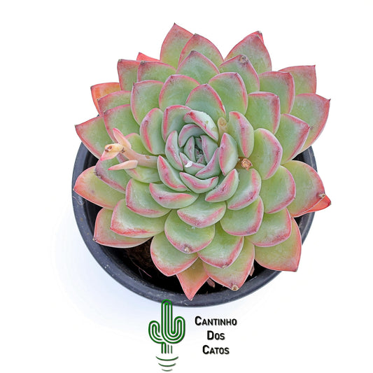 Echeveria Hercules
