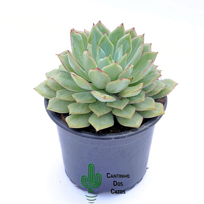 Echeveria Moonshine