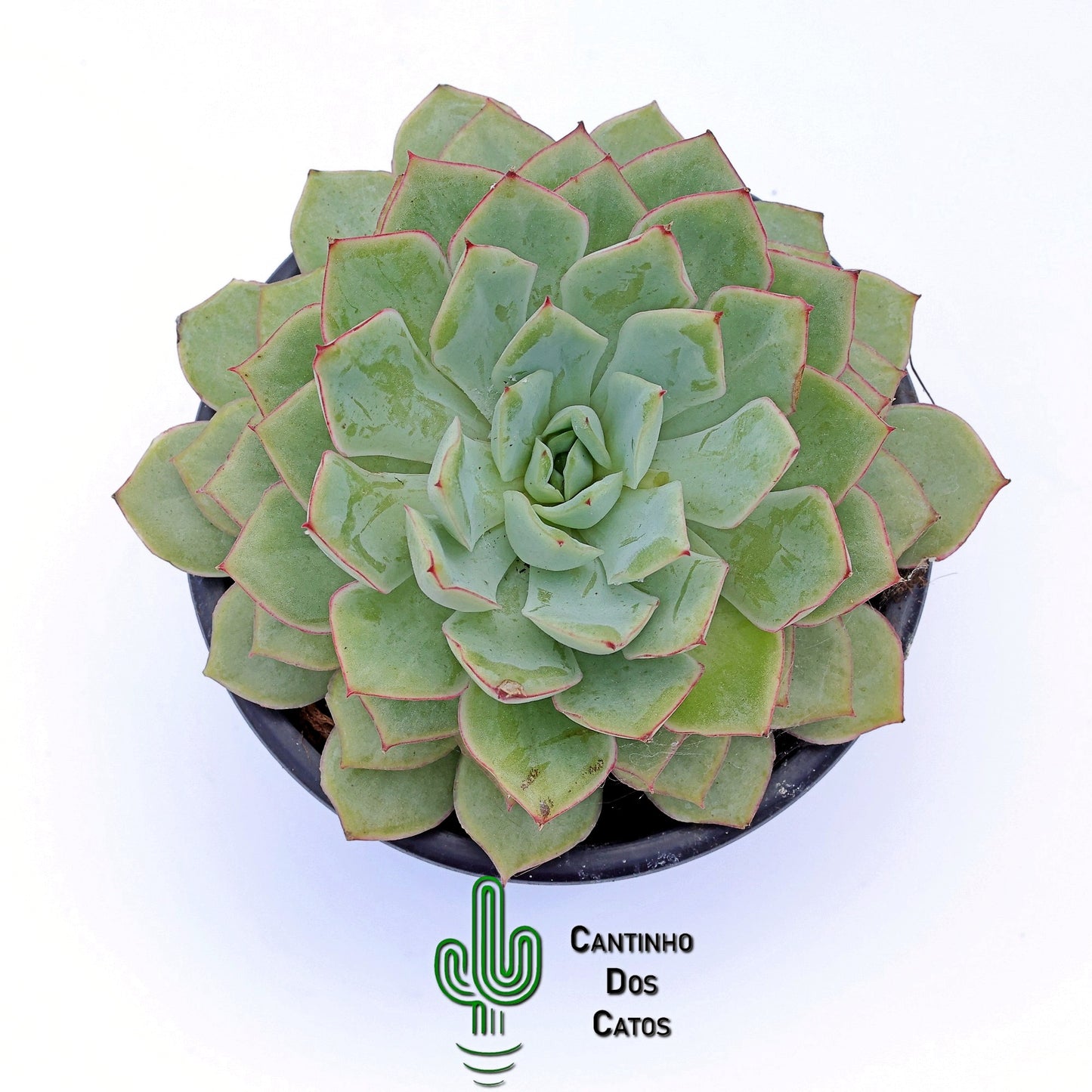 Echeveria Moonshine