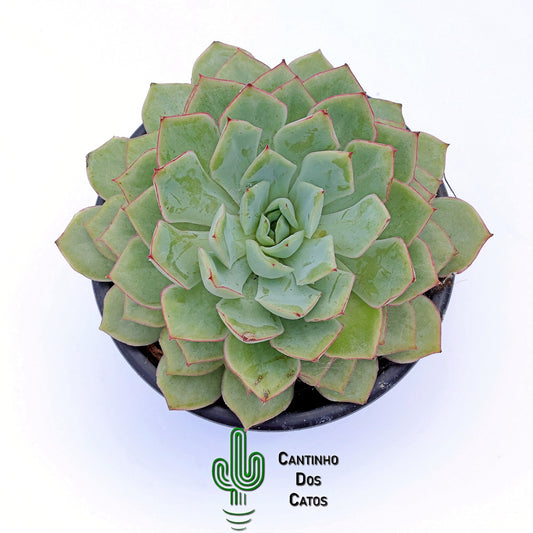 Echeveria Moonshine