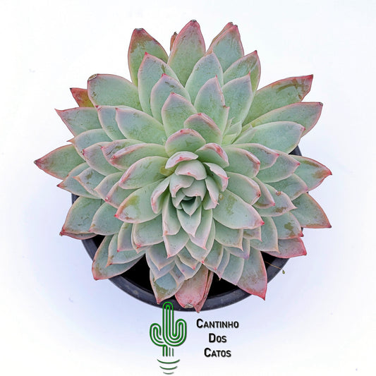 Echeveria Spark