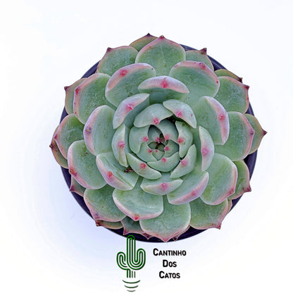 Echeveria Parva