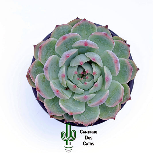 Echeveria Parva