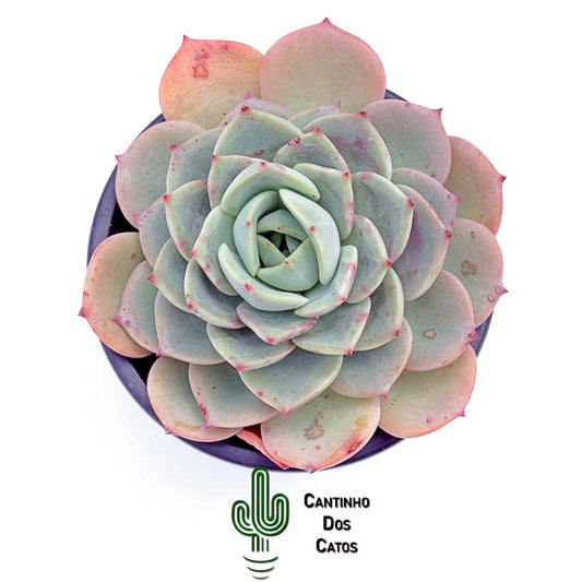 Echevaria Agavoides "Salmon"