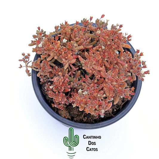 Crassula Hunbertii