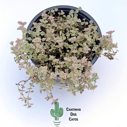 Sedum Little Missy