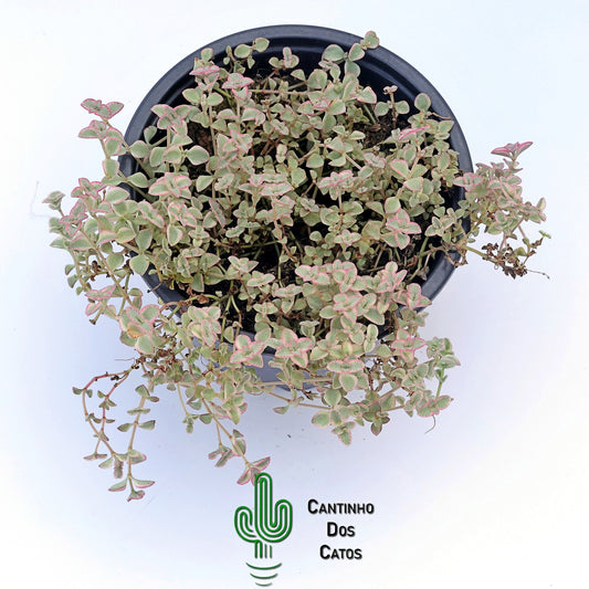 Sedum Little Missy