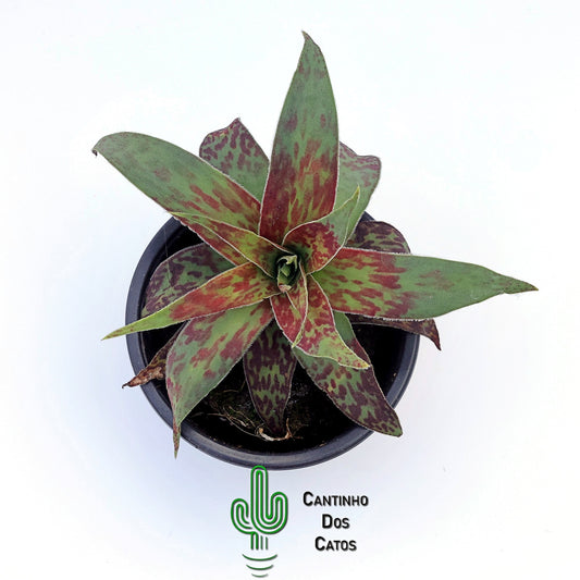 Crassula Alba var. Parvisepala