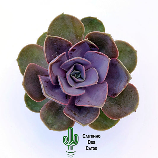 Echeveria Perle Von Nurnberg