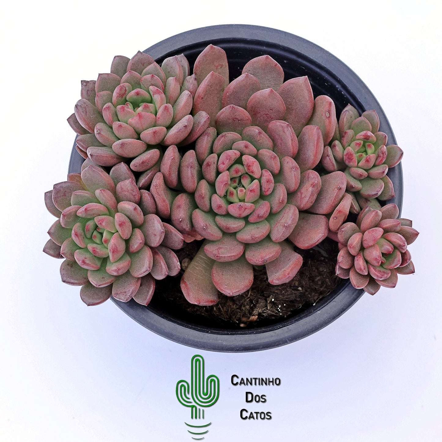 Echeveria Pink Ruby