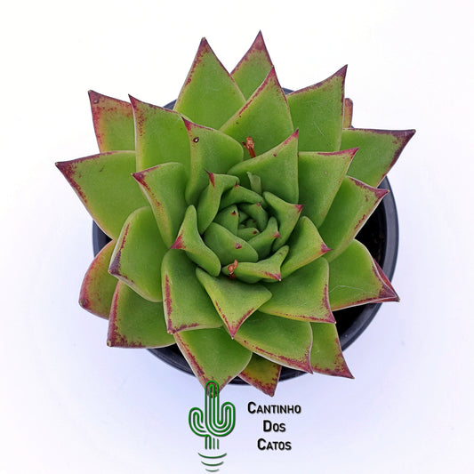 Echeveria Agavoides Ebony