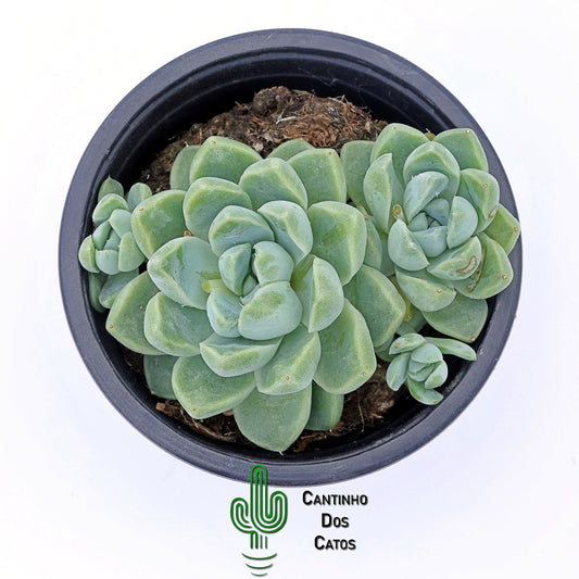 Echeveria Elegans Albicans