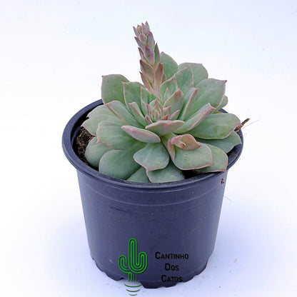 Echeveria Vanbren
