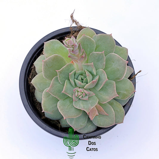 Echeveria Vanbren