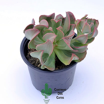 Echeveria Dark Vader