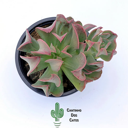 Echeveria Dark Vader
