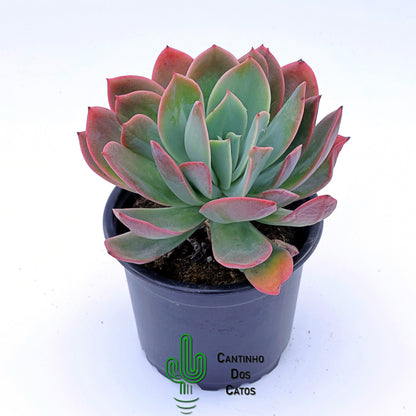 Echeveria Violet Luella