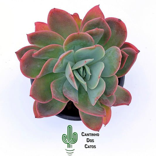 Echeveria Violet Luella