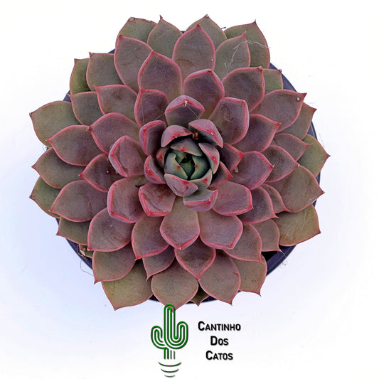 Echevaria Romance