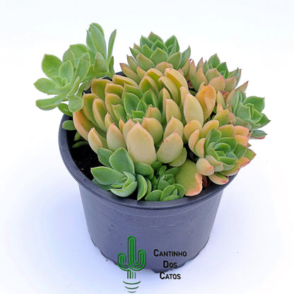Echeveria Conde
