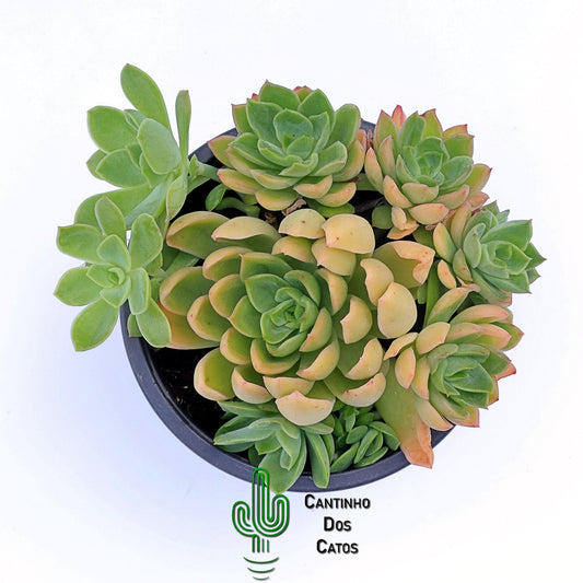Echeveria Conde