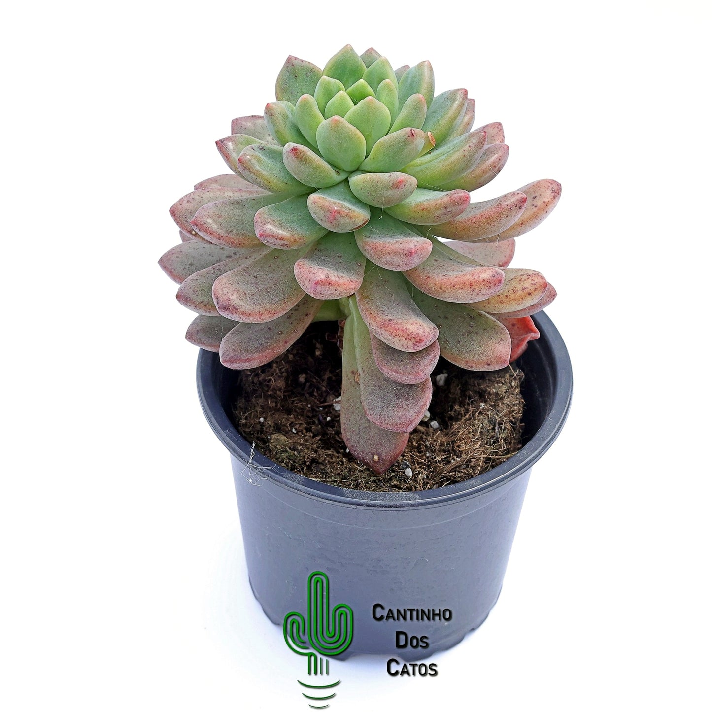 Echeveria Vienna