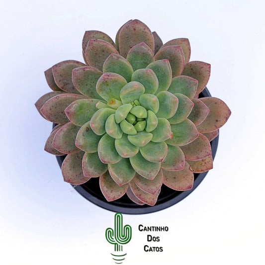 Echeveria Vienna