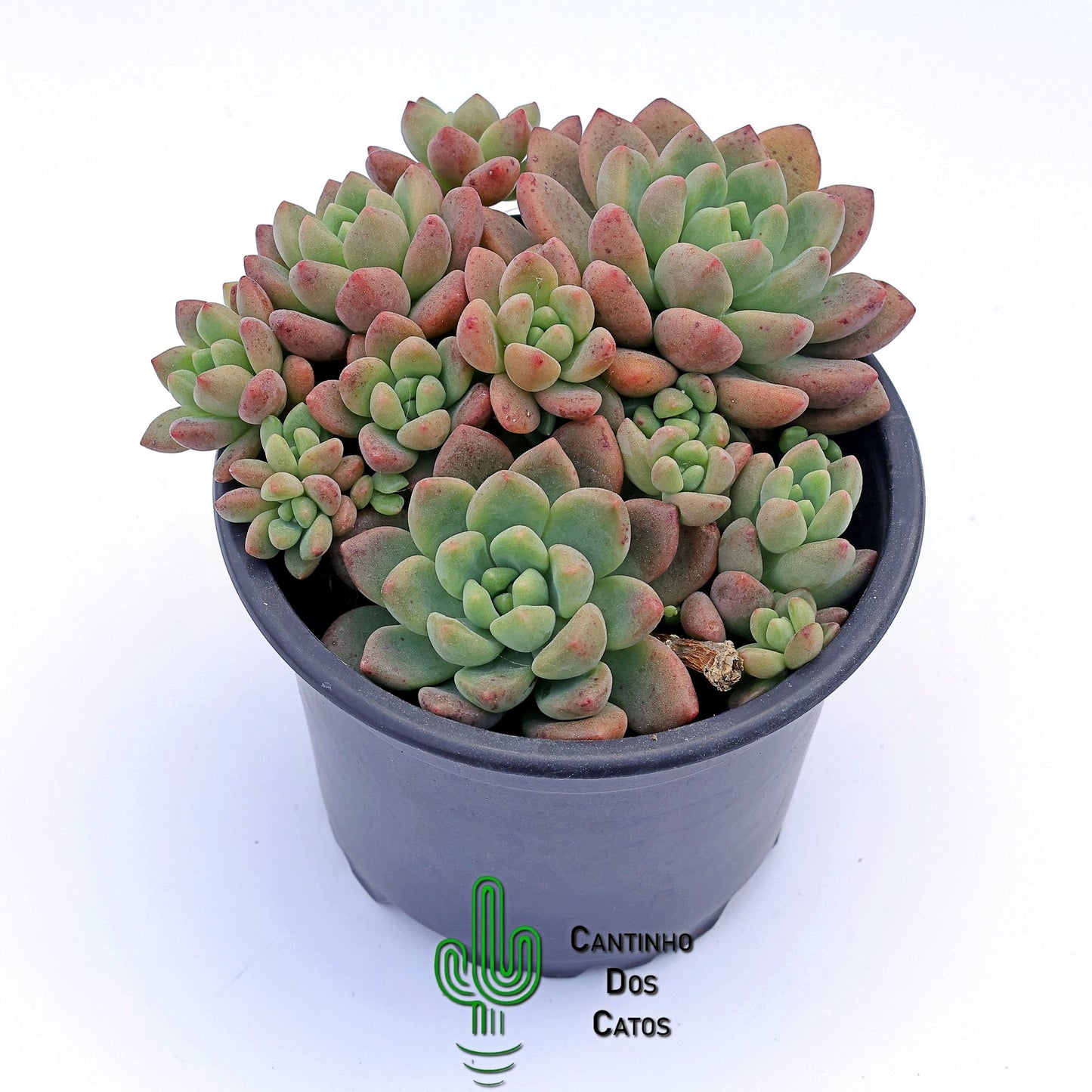 Echeveria Vienna
