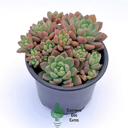 Echeveria Vienna