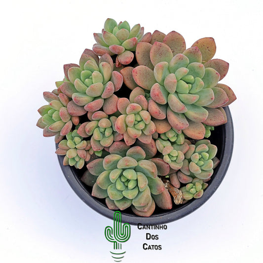 Echeveria Vienna