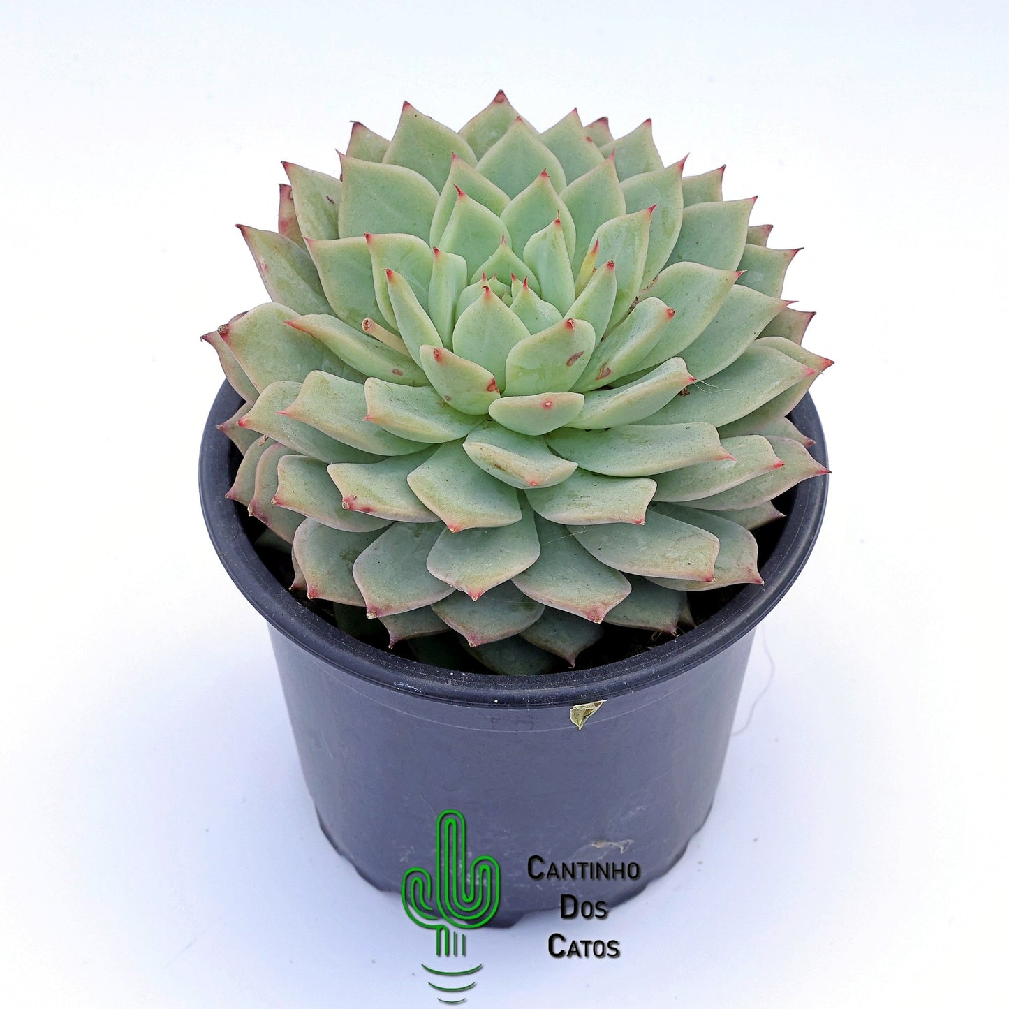 Echeveria Tippy