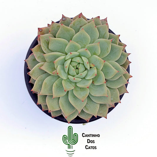 Echeveria Tippy