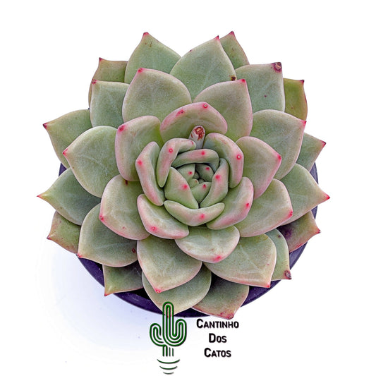 Echeveria Agavoides Emerald