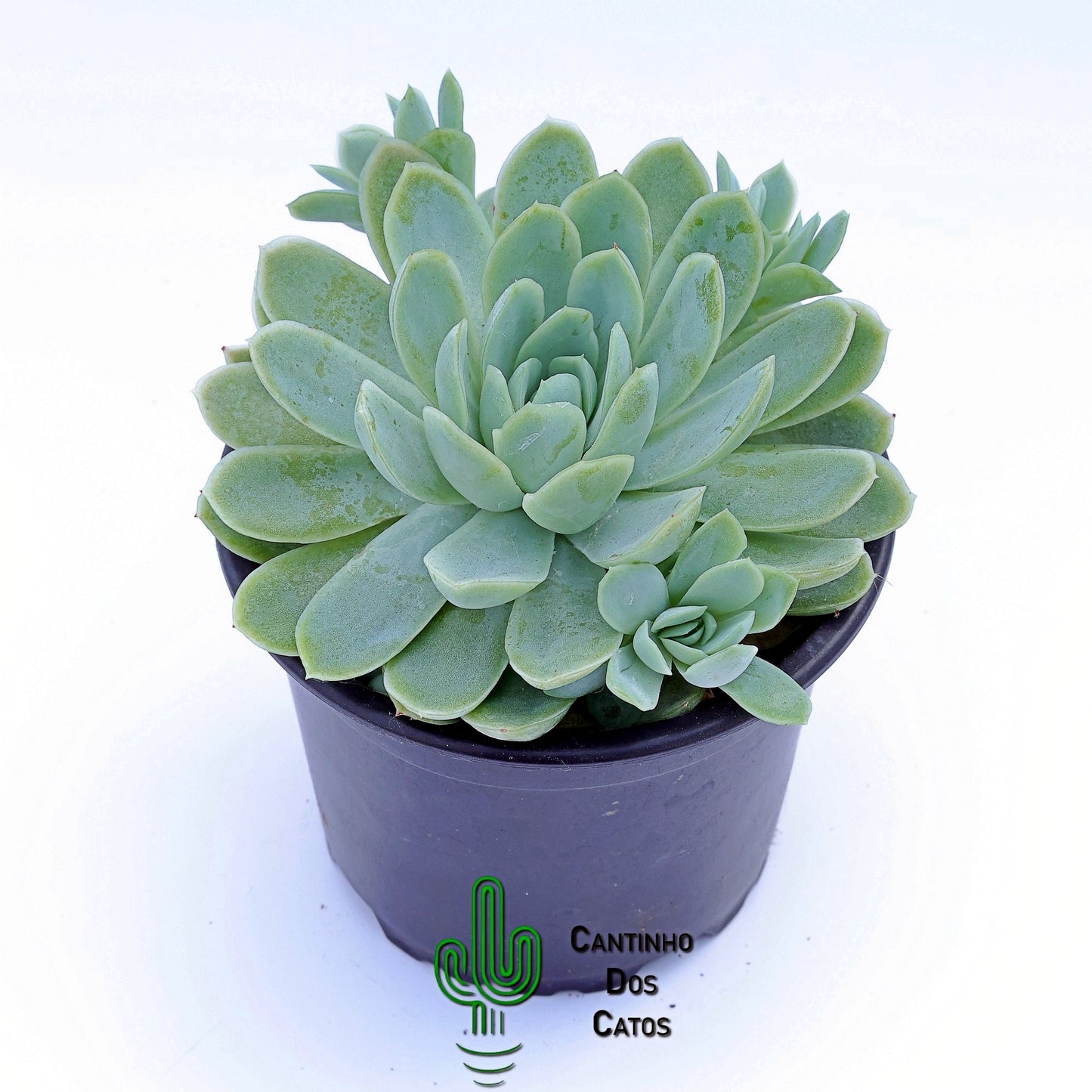 Echeveria Elegans