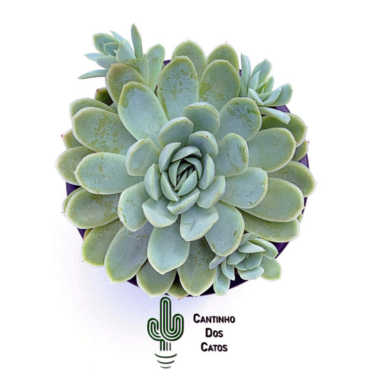Echeveria Elegans