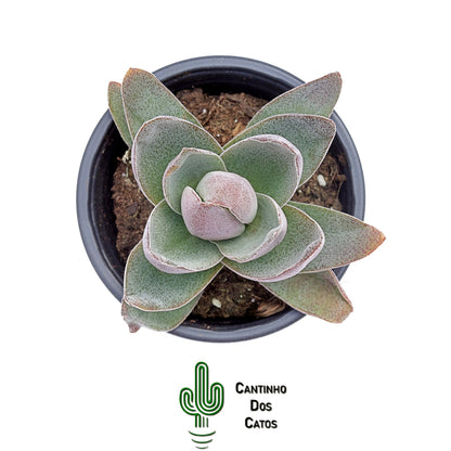 Crassula Garnet Lotus