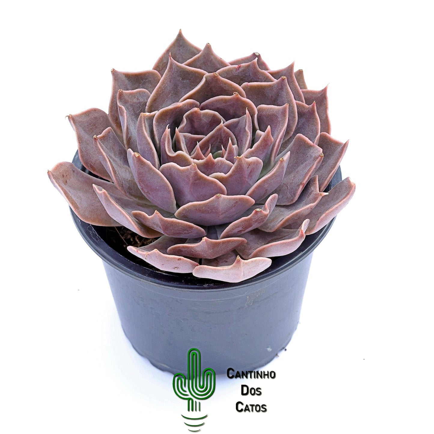 Echeveria Rejoice
