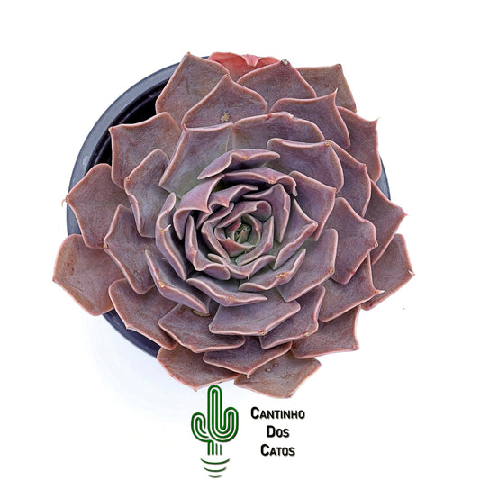 Echeveria Rejoice