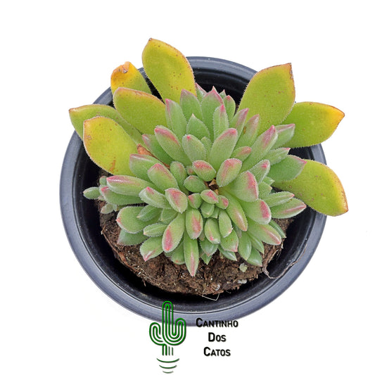 Echeveria ‘Bella’