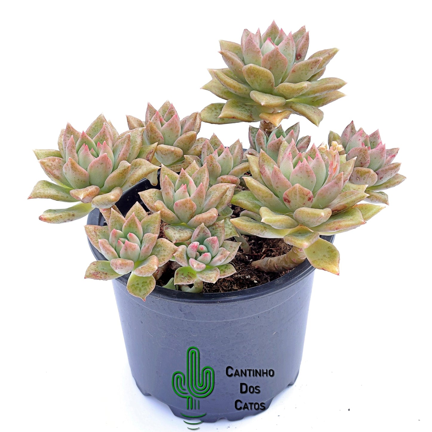 Graptoveria Melody