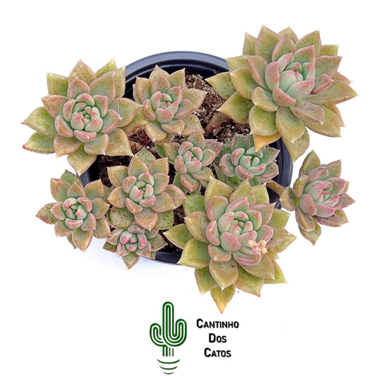 Graptoveria Melody